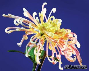 上海:金秋都市森林菊花展進入最佳賞花期(組圖)