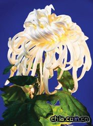 上海:金秋都市森林菊花展進入最佳賞花期(組圖)