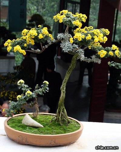 菊花盆景制作(圖)