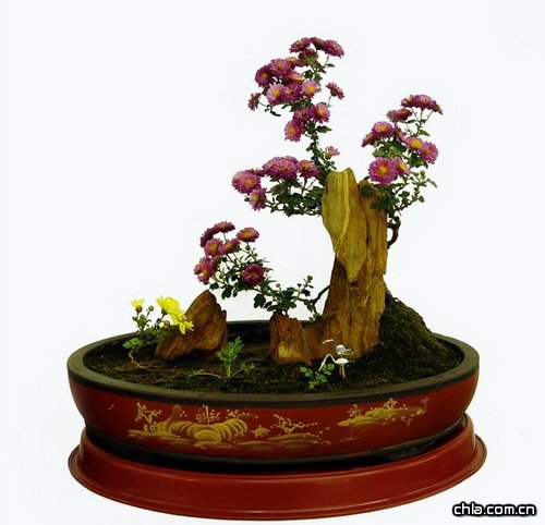 菊花盆景的造型分類及制作(圖)