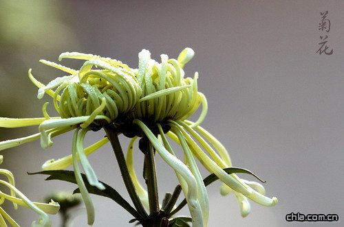 菊花的文化心理(圖)