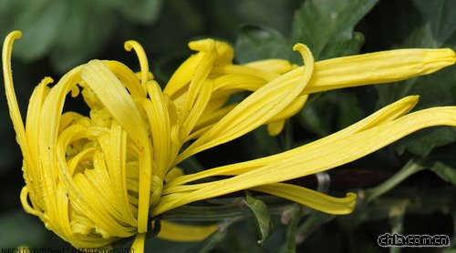 菊花的文化心理(圖)