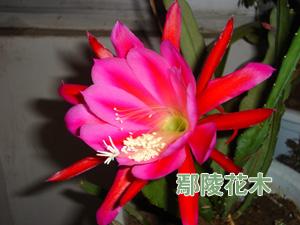Ƽ޽ɻļgҪc(D)