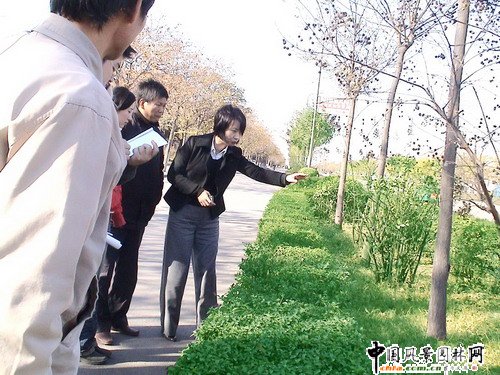 許昌市園林綠化局局長王曼麗發言(圖)