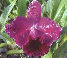D15  ERΣ