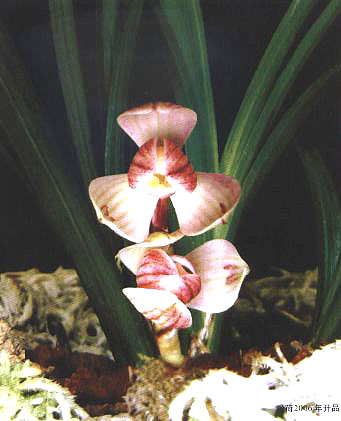 ۺ2006_Ʒ