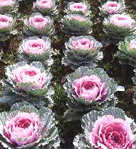 11̖-1(Dong Chun No11-1)