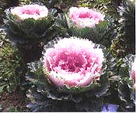 10̖-1(Dong Chun No10-1)