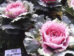 11̖-2(Dong Chun No11-2)