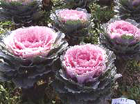 11̖-4(Dong Chun No11-4)