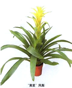 SǡP
