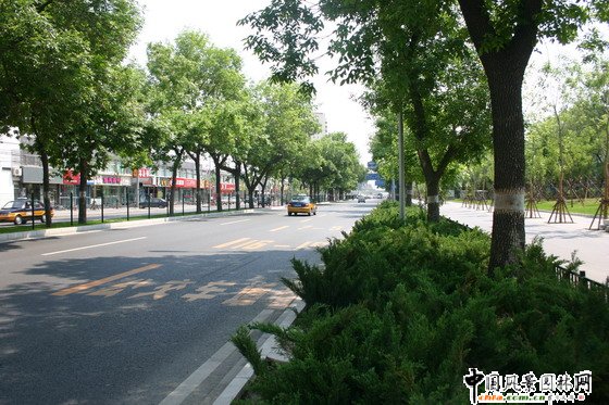 清華東路道路綠化工程 道路