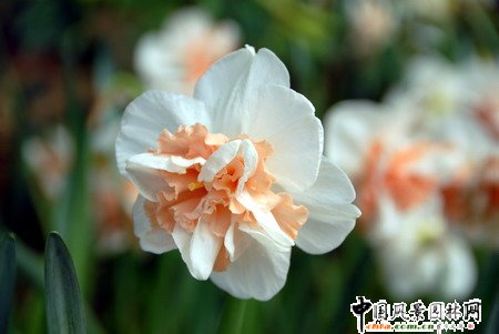 石家莊第二屆荷蘭郁金香花節和水仙展