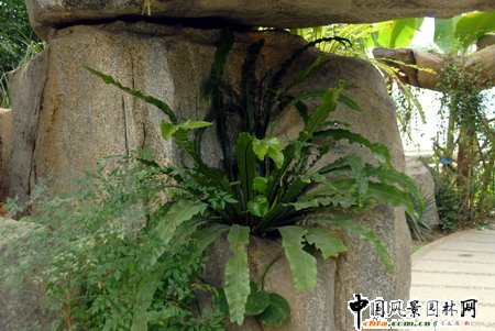 臥在石巢中的鳥(niǎo)巢蕨