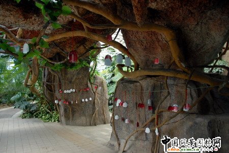 石家莊植物園熱帶溫室內植物景觀賞析(組圖)