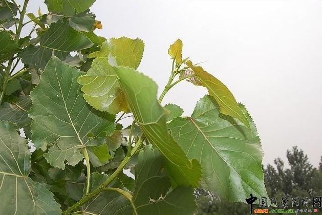 楊樹