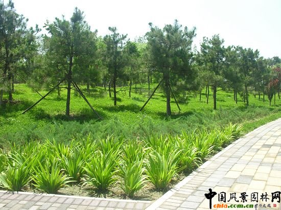 花卉茂盛