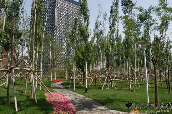 楊樹(shù)樹(shù)陣