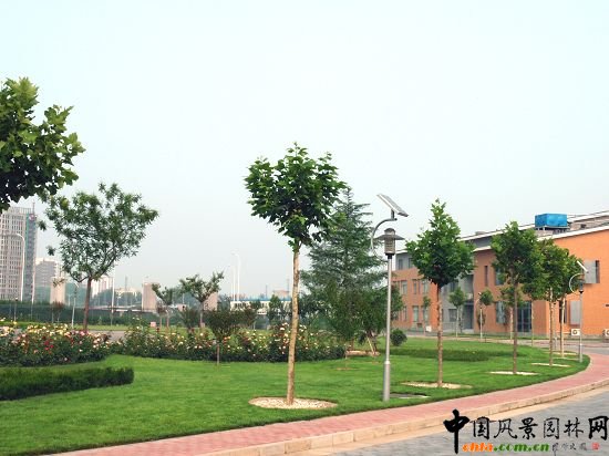 兒童村行道樹效果圖