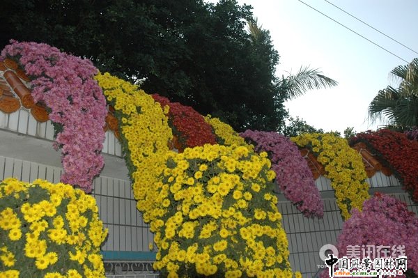 懸崖菊造型(組圖)