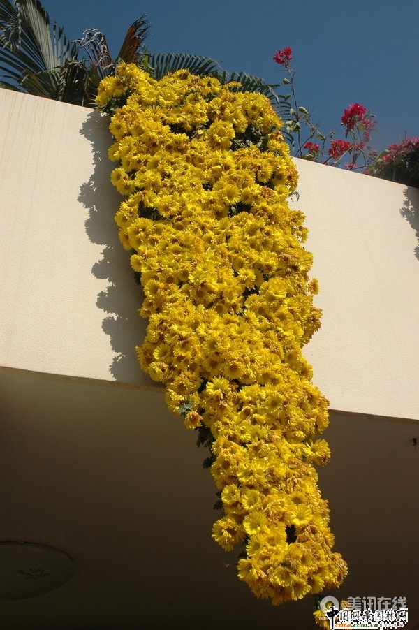 懸崖菊造型(組圖)