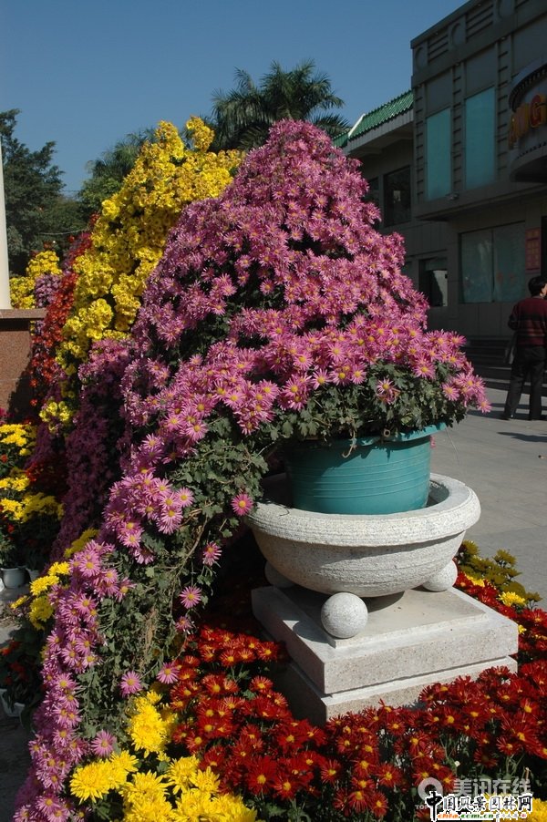 懸崖菊造型(組圖)