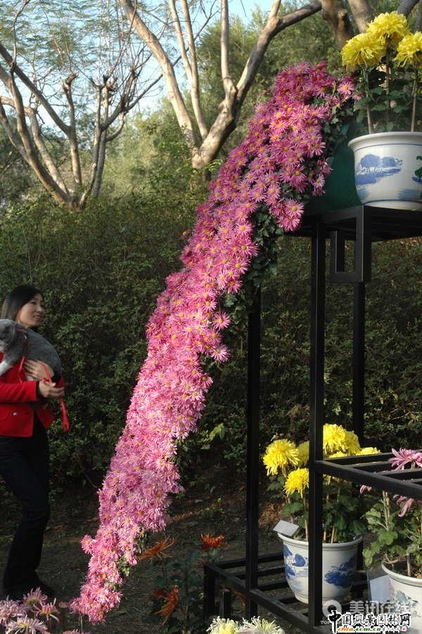懸崖菊造型(組圖)