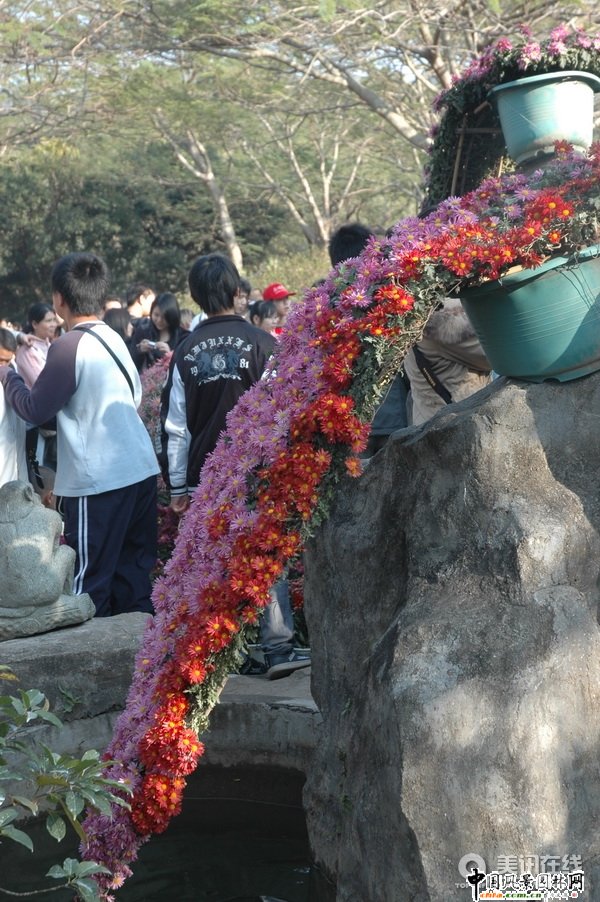 懸崖菊造型(組圖)