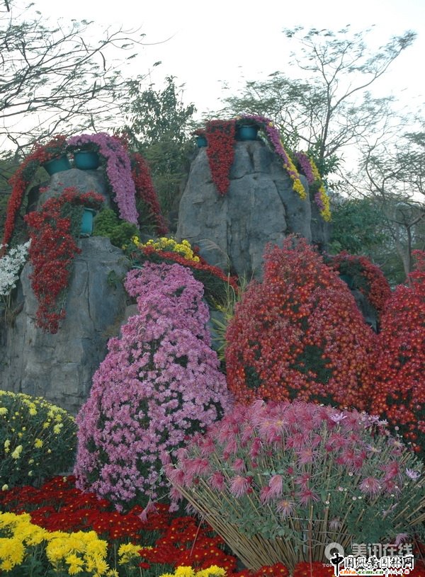 懸崖菊造型(組圖)