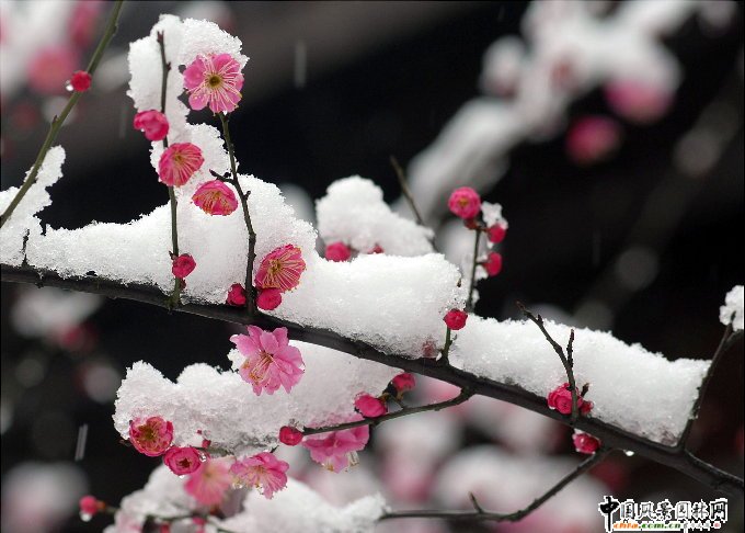 踏雪尋梅 梅花風景圖片總集賞析(組圖)