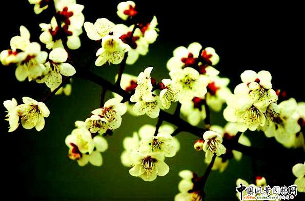 踏雪尋梅 梅花風景圖片總集賞析(組圖)