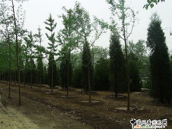 首都機場彩虹路