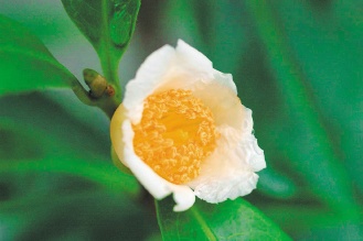 ɽƤ