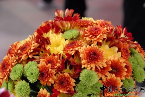 Deliflor˾ƷN