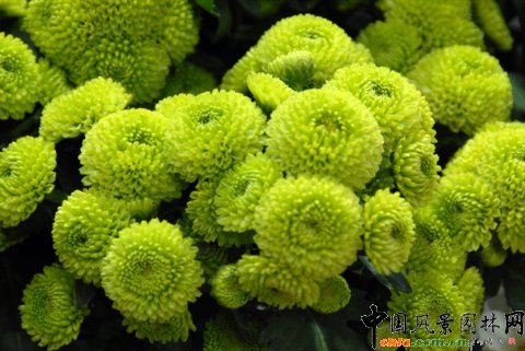 Deliflor˾ƷN