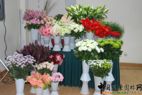 Deliflor˾ƷN