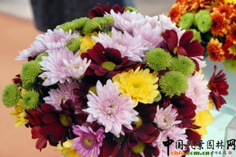 Deliflor˾ƷN