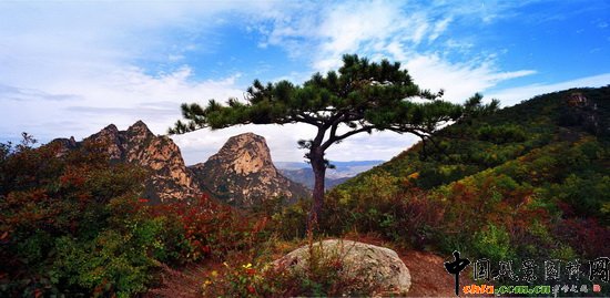 ɽ ֺɝ Hengshan Mountain, Pine woods