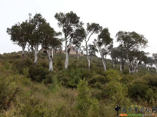 Baisonglin Woods