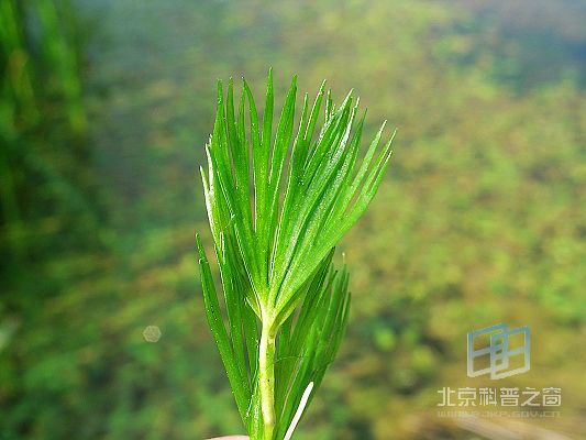 北京水毛茛