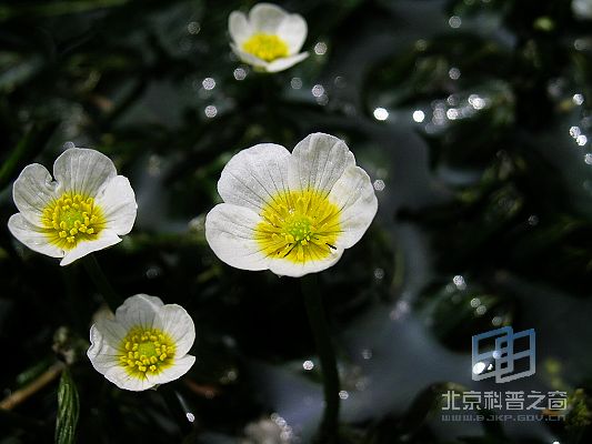 北京水毛茛