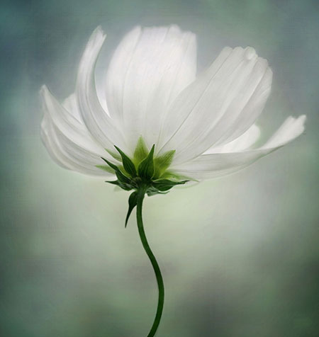 Garden Photographer: 2010 International Garden Photographer of the Year
