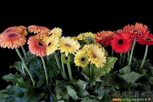 ޾աL(fng)Gerbera jamesonii Landscape