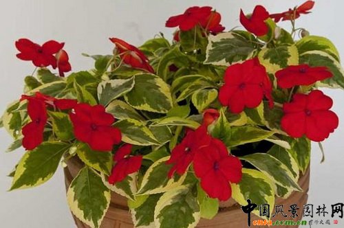 Pɡ(hu)Impatiens Masquerade