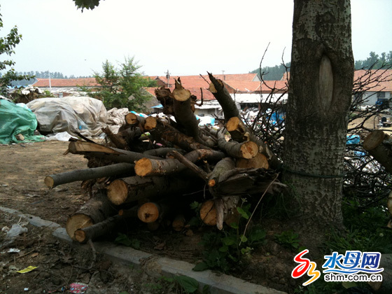 煙臺數(shù)百樹木遭莫名“屠戮” 有人砍樹無人管