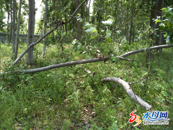 煙臺數(shù)百樹木遭莫名“屠戮” 有人砍樹無人管