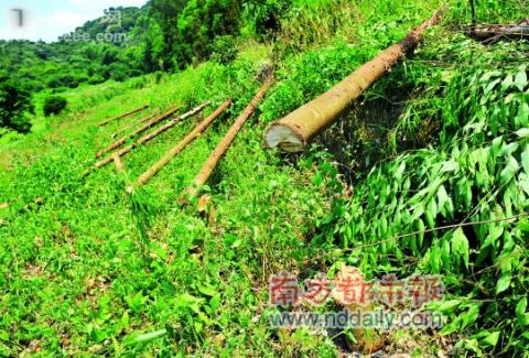 廣州：征地17年未動工 農民種樹全被砍（圖）