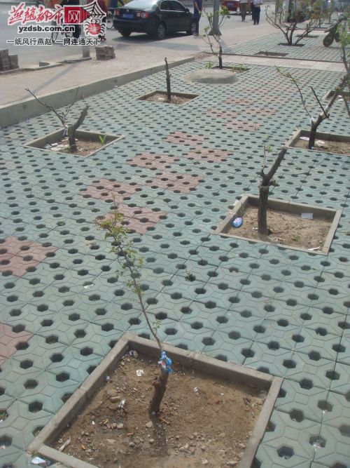 張家口：13棵景觀桃樹慘遭斬首干枯死亡