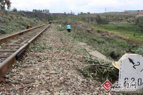 行道樹被砍后鐵路成了裸路。