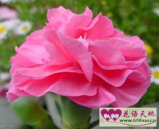 紅色鮮花送花應(yīng)用場合